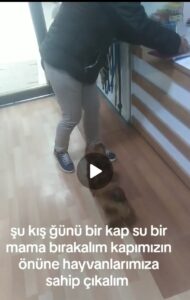 Read more about the article Bu kış günlerinde sokak hayvanlarına kapılarımızın önüne su ve mama bırakalım